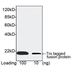 Anti-Trx Tag Mouse Monoclonal Antibody [clone: 4C12H10]