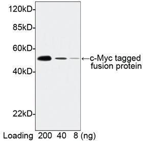 Anti-c-Myc Tag Rabbit Polyclonal Antibody (HRP (Horseradish Peroxidase))