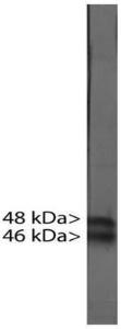 C11orf10 Overexpression Lysate (Adult Normal), Novus Biologicals (NBL1-08094)