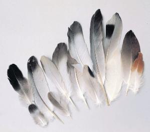 Ward's® Feather Set