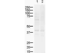 ZIC-2 antibody (Rabbit) 1 μg