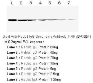Anti-IgG Antibody (HRP (Horseradish Peroxidase))