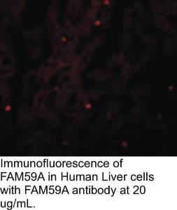 Anti-FAM59A Rabbit Polyclonal Antibody