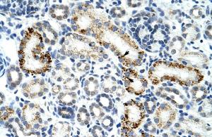 Antibody used in IHC on Human Kidney at 4.0-8.0 µg/ml.