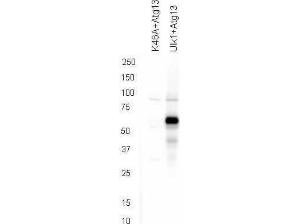 ATG13 Phospho S318 antibody 10