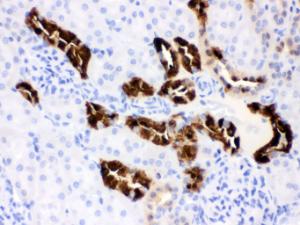 Anti-CALB1 Mouse Monoclonal Antibody [clone: CB-D7]