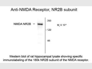 NMDA NR2B SUBUNIT antibody 10