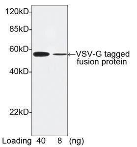 Anti-VSV Rabbit Polyclonal Antibody