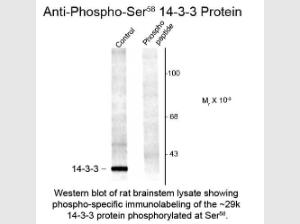 14-3-3 Phospho S58 antibody 10