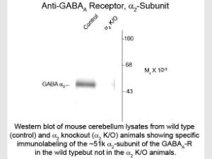 GABA(A) receptor alpha 2 antiB