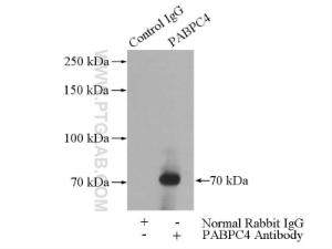 Anti-PABPC4 Rabbit Polyclonal Antibody