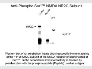 NMDA R2C phospho S1244 antibody