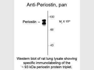 Periostin antibody 100 μl