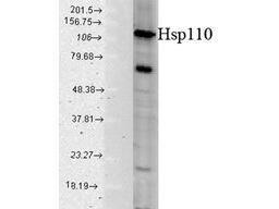 HSP110 antibody 100 μg