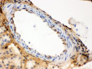 Anti-Collagen, Type III Mouse Monoclonal Antibody [clone: Col-29]
