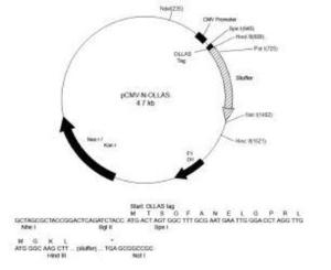 N OLLAS Vector, Novus Biologicals (NBA1-07083)