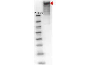 KLH antibody Biotin CONJ μg 100