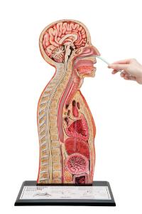 Nasogastric Intubation Model