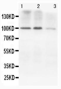 Anti-CDH2 Mouse Monoclonal Antibody [clone: NC-17]