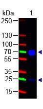 Chicken IgG (H/L) antibody488