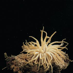 Ward's® Live Atlantic Anemone (<i>Condylactis sp</i>.)