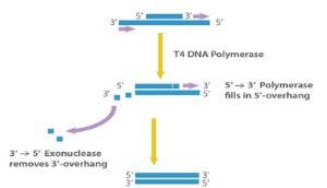 T4 DNA Polymerase
