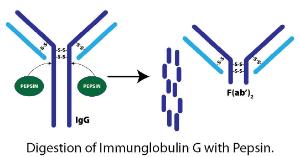 Immobilized Pepsin