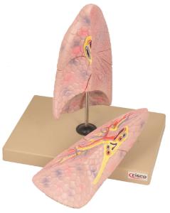 Eisco® Human Lung Model