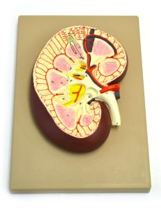 Eisco® Kidney Section Model
