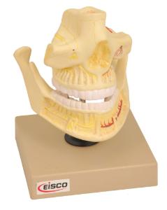 Eisco® Adult Denture Model