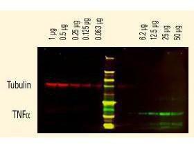 Human IgG (H/L) antibody800 CO