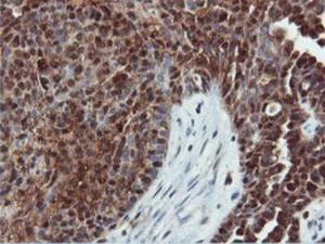 Anti-DUSP23 Mouse Monoclonal Antibody [clone: 3C10]