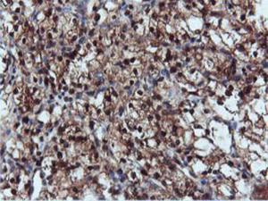 Anti-DUSP23 Mouse Monoclonal Antibody [clone: 3C10]