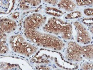 Anti-DUSP23 Mouse Monoclonal Antibody [clone: 3C10]