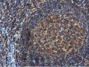 Anti-DUSP23 Mouse Monoclonal Antibody [clone: 3C10]