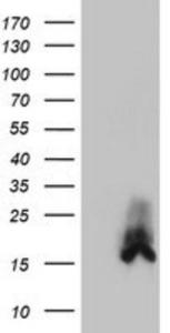 Anti-DUSP23 Mouse Monoclonal Antibody [clone: 3C10]