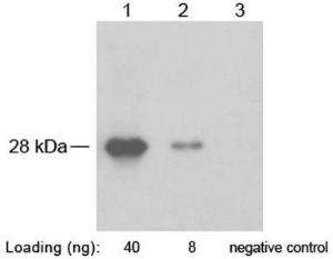 Anti-SNAP Tag Rabbit Polyclonal Antibody