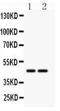 Anti-SLC30A4 Rabbit Polyclonal Antibody