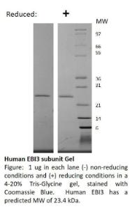 Human Recombinant IL-27 / EBI3 subunit (from <i>E. coli</i>)