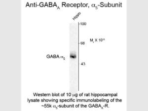 GABA(A) receptor alpha 5 antiB