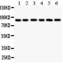 Anti-TLR1 Rabbit Polyclonal Antibody