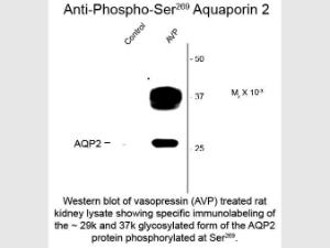AQUAPorin 2 Phospho S269 antiB