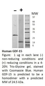 Human Recombinant GDF-15 (from <i>E. coli</i>)