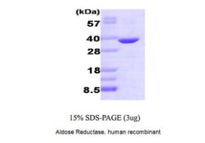 Aldose Reductase, human recombinant