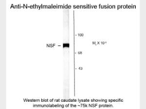 NSF antibody 100 μl