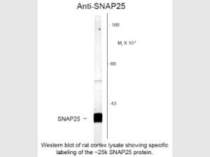 SNAP25 antibody 100 μl