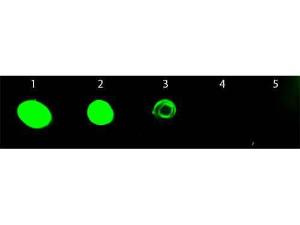 Fluorescein anti-RAT IgG H+L