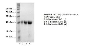 SDS-PAGE (15%) of h-Cathepsin S: 1: Protein Marker 2: h-Cathepsin S (5 µg) 3: h-Cathepsin S (10 µg) 4: h-Cathepsin S (20 µg)