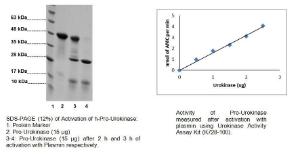 Fig 1 : SDS-PAGE (12%) of Activation of h-Pro-Urokinase: 1: Protein Marker 2: Pro-Urokinase (15 ?g) 3-4: Pro-Urokinase (15 ?g) after 2 h and 3 h of activation with Plasmin respectively. Fig 2: Activity of Pro-Urokinase measured after activation with plasmin using Urokinase Activity Assay Kit