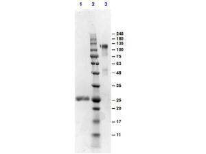 F(AB)2 mouse IgG (H/L) antiBO